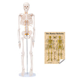 LYOU 33" Mini Half Life Size Human Skeleton Model Teaching Anatomy Skeleton Model with Removable Arms and Legs