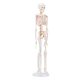 LYOU 33" Mini Half Life Size Human Skeleton Model Teaching Anatomy Skeleton Model with Removable Arms and Legs