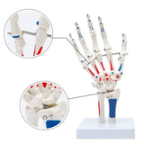 LYOU Painted Hand Skeleton Model W/Articulated Joints Shows Portion of Ulna-Radius With Muscles Insertions & Origins