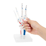 LYOU Painted Hand Skeleton Model W/Articulated Joints Shows Portion of Ulna-Radius With Muscles Insertions & Origins