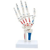 LYOU Painted Hand Skeleton Model W/Articulated Joints Shows Portion of Ulna-Radius With Muscles Insertions & Origins