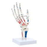 Hand Skeleton Model Human Finger Bone Anatomy Bendable Right Hand Skeleton