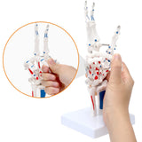 Hand Skeleton Model Human Finger Bone Anatomy Bendable Right Hand Skeleton Display