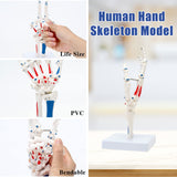 Hand Skeleton Model 