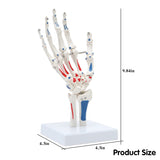 LYOU Painted Hand Skeleton Model W/Articulated Joints Shows Portion of Ulna-Radius With Muscles Insertions & Origins