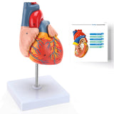 LYOU Human Heart Model 2-Part Life Size Anatomically Accurate Numbered Heart Medical Model