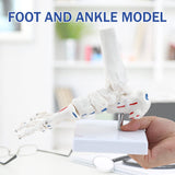 LYOU Life Size Right Foot Skeleton with Ankle Model 