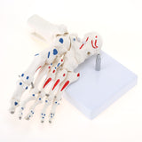  Life Size Right Foot Skeleton with Ankle Model Foot Joint Model