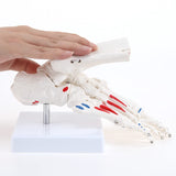 LYOU Life Size Right Foot Skeleton with Ankle Model Foot Joint Model