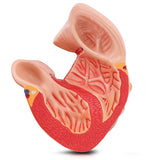 LYOU,Human Heart Model,Heart Medical Model,Heart Model,Anatomy Model