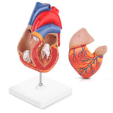 LYOU,Human Heart Model,Heart Medical Model,Heart Model,Anatomy Model