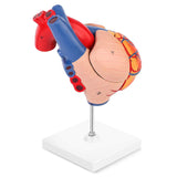 LYOU,Human Heart Model,Heart Medical Model,Heart Model,Anatomy Model