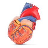 LYOU,Human Heart Model,Heart Medical Model,Heart Model,Anatomy Model