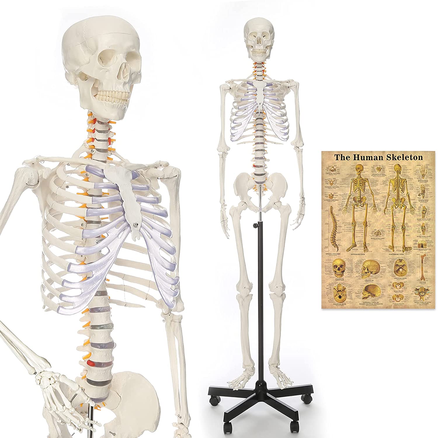 Le modèle du nouveau-né de l'Intubation - Chine Le squelette, squelette  Life-Size