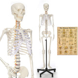 LYOU Life Size 70.8" Human Skeleton Model with chart