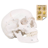 LYOU Life Size Human Skull Model with Newest Laser-Etched Fonts Anatomical Model