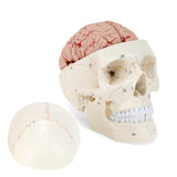 LYOU Human Skull Model with Detachable Brain Life-Size Skull Model