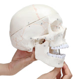 LYOU Human Skull Model with Detachable Brain