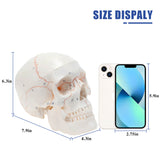 LYOU Human Skull Model 