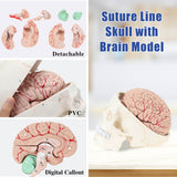 Detachable Brain 8 Parts