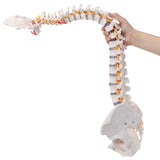 LYOU Flexible Spine Model 31'' Life Size Spine Anatomical Model with Vertebrae, Nerves, Arteries, Lumbar Column and Male Pelvis