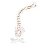 Flexible Spine Model 31'' Life Size Spine Anatomical Model