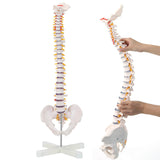 LYOU Flexible Spine Model 31'' Life Size Spine Anatomical Model with Vertebrae, Nerves, Arteries, Lumbar Column and Male Pelvis