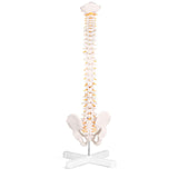 LYOU,Spine Anatomy Model,Spine Model,Anatomy Model,Anatomy