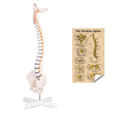 LYOU Flexible Spine Model 31'' Life Size Spine Anatomical Model