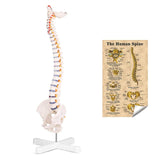 LYOU Flexible Spine Model 31'' Life Size Spine Anatomical Model with Vertebrae, Nerves, Arteries, Lumbar Column and Male Pelvis