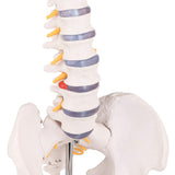 LYOU,Spine Anatomy Model,Spine Model,Anatomy Model,Anatomy