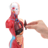 LYOU Human Torso Body Anatomy Model 11 inch with 15 Removable Parts for Student Medical School Nursing Educational