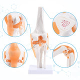 LYOU Human Knee Joint Model with Knee Ligament Life Size Flexible Anatomical Knee Joint Model