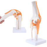 LYOU Human Knee Joint Model with Knee Ligament Life Size Flexible Anatomical Knee Joint Model