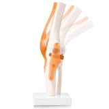 LYOU, Anatomy Knee Model,Knee Model,Anatomy Model