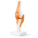 LYOU, Anatomy Knee Model,Knee Model,Anatomy Model