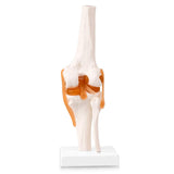 LYOU, Anatomy Knee Model,Knee Model,Anatomy Model