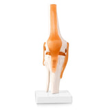 LYOU, Anatomy Knee Model,Knee Model,Anatomy Model