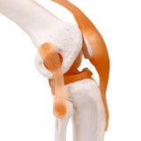 LYOU, Anatomy Knee Model,Knee Model,Anatomy Model