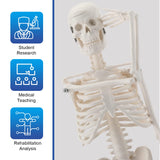 LYOU,17.7 inches Skeleton Model ,Anatomical Model