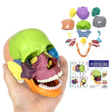 LYOU Detachable Color Anatomy Skull Model Mini Size Skeleton Head Skull Model