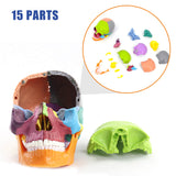 Mini Size Skeleton Head Skull Model