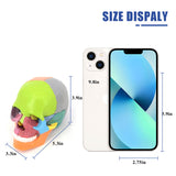 LYOU Detachable Color Anatomy Skull Model Mini Size Skeleton Head Skull Model Size