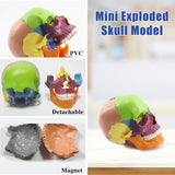 Detachable Color Anatomy Skull Model