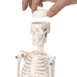 LYOU Human Skeleton Model for Anatomy 17.7" Mini Human Skeleton Model with Movable Arms and Legs