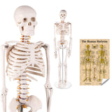 LYOU 33" Human Skeleton Model Half Life-Size Skeleton Model