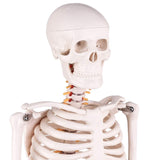 LYOU,Mini Skeleton Model,Anatomy Model