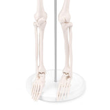 LYOU,Mini Skeleton Model,Anatomy Model