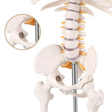 LYOU,Mini Skeleton Model,Anatomy Model