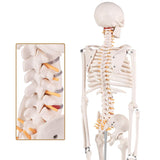 LYOU,Mini Skeleton Model,Anatomy Model